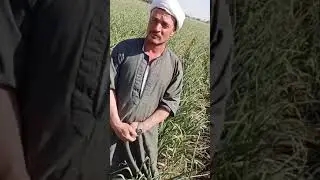 اسأل مجرب: للحصول علي اكبر إنتاجيه من محصول الثوم.