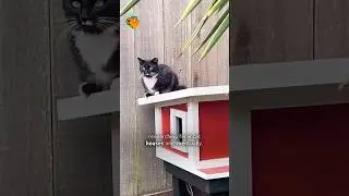 Stray cat gets his cat house #shorts
