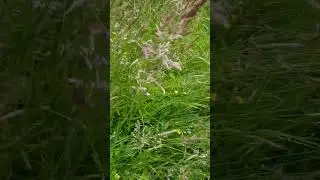 UK's Wildflowers grass, #naturelovers #farming