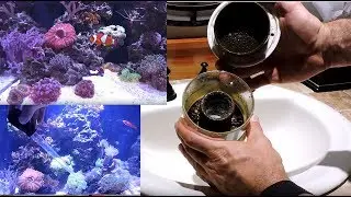 Reef Aquarium Maintenance Routine, Cyano Outbreak