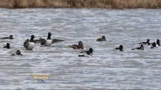 Delmarva Birding Weekends: Landings Tour Pt. 1