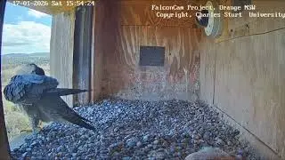 FalconCam Project CSU Orange 2026/01/17
