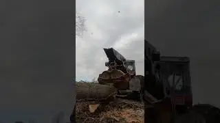 Sights and sounds from a day in the woods. Hear the machines, chainsaws, and the trees #trees #asmr