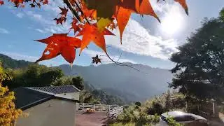 1 月賞楓