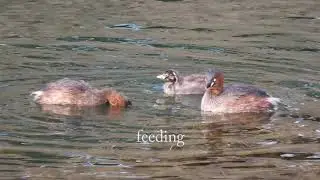 Life of Little Grebe Family In Winter