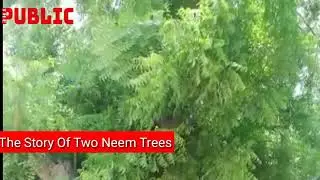 The Story of Neem Trees