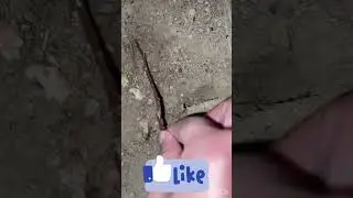 Soldier ant attacked me, this attack requires 10 SUBSCRIBERS🐜🐜🐜