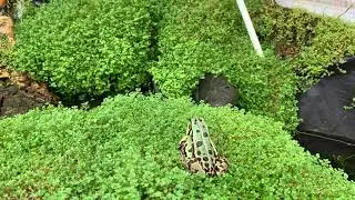 The edible frog (Pelophylax kl. esculentus)