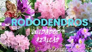 CUIDADOS PARA RHODODENDRON|Azaleas care|Rododendros #plantas #jardim