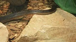 Inland taipan snake stock footage #copyrightfree #stockvideo #free