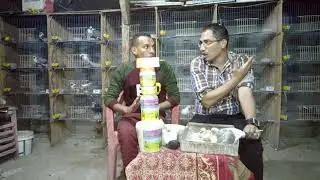 تاكيل الزغاليل من عمر يوم حتي الفطام مع منتج سني ميكس أ/حماده السني01111375186