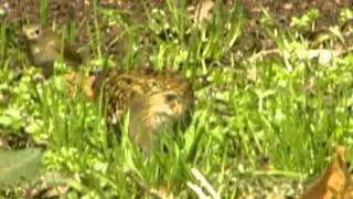 鳥動画（トラツグミ（虎鶫）１３０３０５０１）