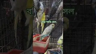 budgies bird's sale in india price ##