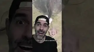MOMENTO DO NASCIMENTO DE FILHOTES DE ARRAIA | Pidobiologia #shorts