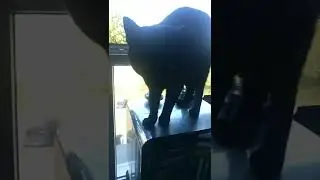 chat bahguera tellement mignon