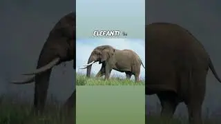 COME DORMONO GLI ANIMALI !! 
