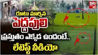 పెద్దపులి ప్రస్తుతం ఎక్కడ ఉందంటే..| Tiger Spotted at Ramachandrapuram | Tiger at Kurmapuram | BIG TV