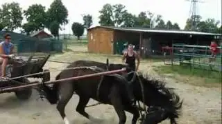 Horse abuse in Poland, how definitely NOT to teach a horse to be driven