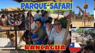 SAFARI DE RANCAGUA FUE UNA GRAN EXPERIENCIA....... LEONES A CENT&Iacute;METROS!!!