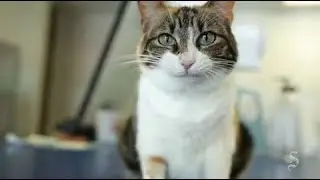Long-stay animals at Austin Humane Society