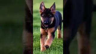 #cute #puppy #shots #funny #viral #viralvideo #explore #dog #cutebaby #shortvideo #subscribe