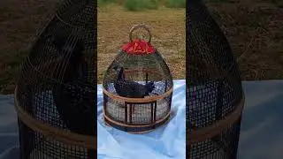 Kala teetar ki awaz | Teetar ki awaz | Kala teetar boli | Black partridge voice | Titar awaz #teetar