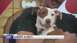 Adopt-A-Pet: Anti-Cruelty Society