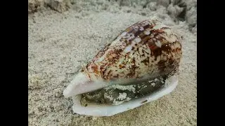 Sea animal shell حيوان بحر داخل القوقع