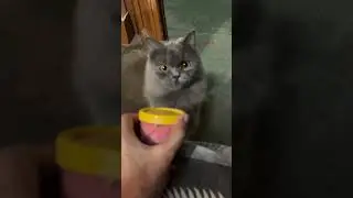 This Cat Habit ls a Warning Sign ⚠️🐾👇...#instagram #trending #subscribe my channel 🤗#reels #like