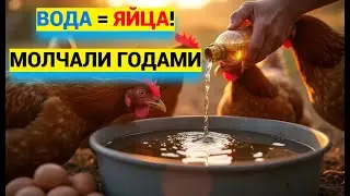Эта ВОДА заставляет кур нестись на 99% лучше.