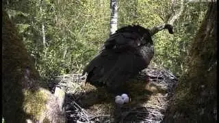 Black Stork nest: A hole in the first egg