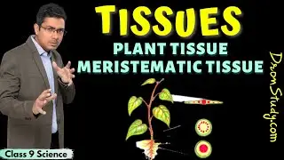 Plant Tissue | Meristematic Tissue | Tissue Class 9 Science CBSE | NCERT Solution | Free Education