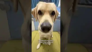 When your moms are responsible pet parents 👩&zwj;💻🐶 #doggielife #dog  #labradorretriever #dogshorts