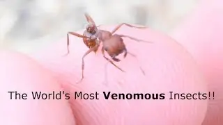 Harvester Ant STING Experiment