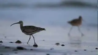 California Shorebirds Foraging (HD)