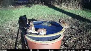 Spatzenbad - Sparrow bath - Spurvebad