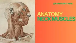 Figure Drawing - Neck Muscle Anatomy #AnatomyDrawing #NeckMuscles #FigureDrawing