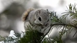 The flying squirrel loves the leaves of the Japanese Siberian fir.：トドマツの葉が大好きなエゾモモンガ