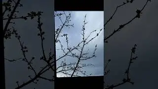 Time-lapse Splendor: The Blossoming Journey of a Cherry Tree