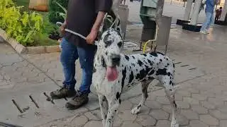 Great Dane at PETEX show in hyderabad Hitex #viral