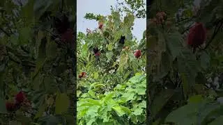 Food Colouring with Annato Plant! #nature #garden #cooking#plants