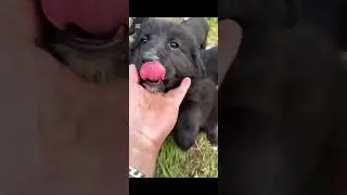 My animal kingdom, enjoy watching them.🐕#viral #fyp #viralvideo #subscribe 🐕🐶❤️