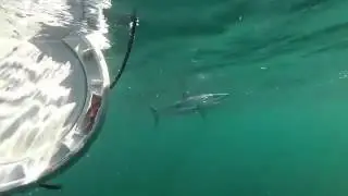 Mako Around Chum Bucket