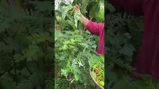 #satisfying #farming #mushroom #countryside #fruit #nature #gardening
