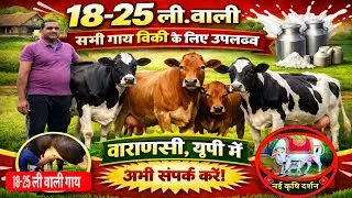 18-25 ली.वाली 5 गाय बिक्री के लिए वाराणसी में उपलब्ध/dairy farm varanasi/dairy farm up/hf farm ||