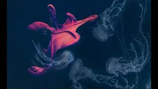 PSD Tutorial 03: LayerMask: Octopus