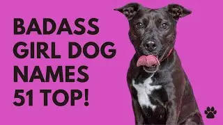 🐾 Badass Girl Dog Names 51 BEST & CUTE & TOP Ideas | Names