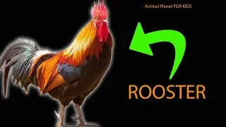 *chickens and roosters*animal planet for kids/what do they do?