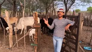 Lulinha Vaqueiro mostra o dia a dia no Sertão cuidando do Gado