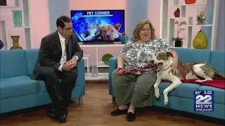 Pet Corner: Gavin